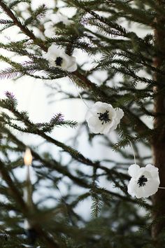 some white flowers hanging from a pine tree with a lit candle in the back ground