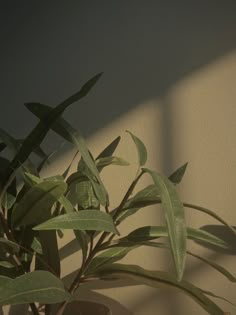 a potted plant with long green leaves in the corner of a room next to a wall