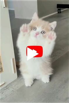 a cat standing on its hind legs in front of a door and looking up at the camera