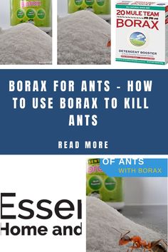 Borax For Ants - How To Use Borax To Kill Ants Poison Recipe, Borax To Kill Ants, Ant Poison, Borax For Ants, Ant Trail, Sugar Ants, Tiny Ants, House Bugs, Queen Ant