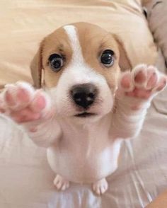 a puppy is standing on its hind legs with his paws up and it's eyes wide open