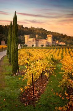 an image of a vineyard with trees in the foreground and a castle in the background