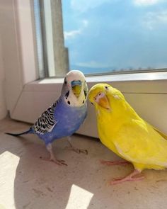 Baby Parakeets, Cutest Animals On Earth, Diy Bird Toys, Parakeet Bird, Budgie Parakeet