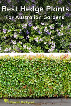 the best hedge plants for australian gardens