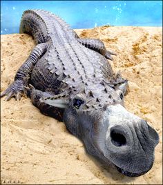 an alligator laying in the sand with its mouth open and it's head sticking out