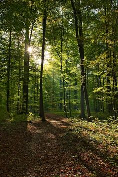 the sun is shining through the trees in the forest