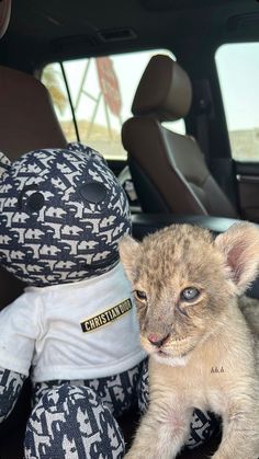 a baby lion cub sitting in the back seat of a car next to a stuffed animal