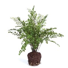 a plant with green leaves in a brown pot on a white background, it looks like something out of the ground