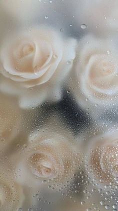 some white roses sitting on top of a window sill with water droplets around them