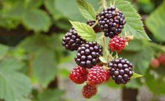 blackberries on the tree are ripe and ready to be picked in the fall or winter