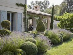 the garden is full of lavender bushes and other greenery in front of a house