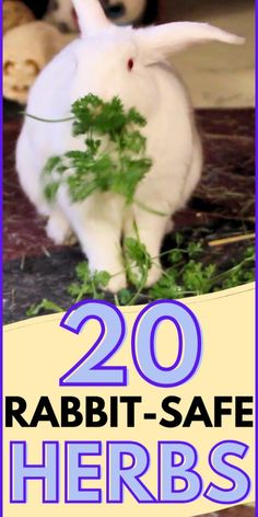 a white rabbit eating some green leaves on the ground with text overlay that reads 20 rabbit - safe herbs