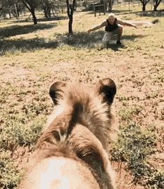 an animal laying on the ground with its back turned to the camera, and another animal standing in the background