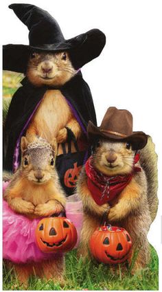 two chipmuns dressed up as witches and one is wearing a pumpkin costume while the other wears a witch's hat