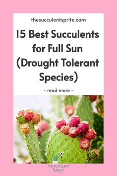 the best succulents for full sun drought tolerant species