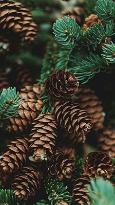 pine cones are piled on top of each other