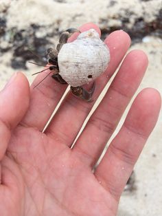 a small bug sitting on top of a person's hand