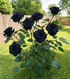 several black roses are in a vase on the grass