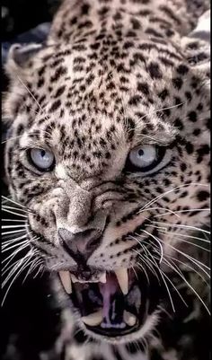 a close up of a leopard with its mouth open