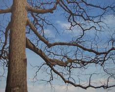 a tree with no leaves is shown against the blue sky and white clouds in the background