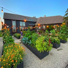 an outdoor garden with lots of plants and lights on the building's roof top