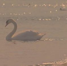 a swan is swimming in the water at sunset