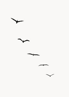 a flock of birds flying in the sky