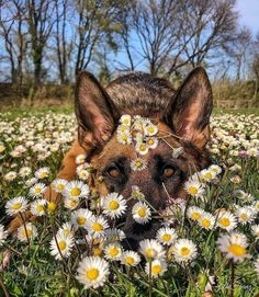 a dog laying in the grass surrounded by daisies