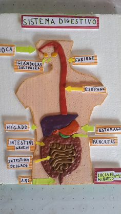 a diagram of the human body made out of paper with labels and words on it