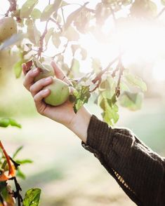 a person picking an apple from a tree with sunlight shining through the leaves on it