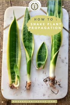 the cover of how to snake plant propagation, with green leaves and roots