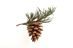 a pine cone hanging from a branch on a white background with clippings for text