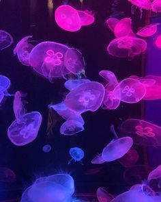 jellyfish swimming in an aquarium with purple and pink lights on them's walls