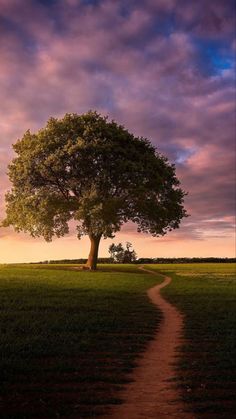 a tree in the middle of a grassy field with a path leading to it at sunset