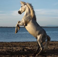 a white horse standing on its hind legs with it's front leg up in the air