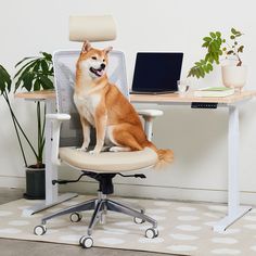 a dog sitting on top of an office chair in front of a desk with a laptop