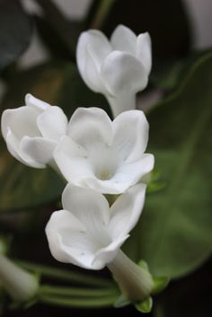 white flowers with green leaves in the background