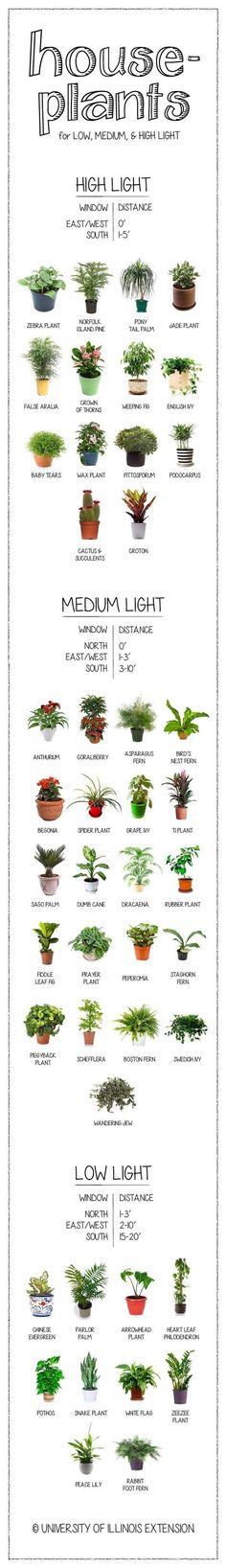 the different types of plants that can be seen in this info sheet for each type of plant