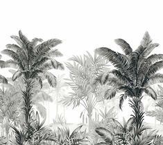 black and white photograph of palm trees in the jungle