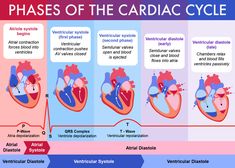 an image of the heart's valves and their functions in each part of the body