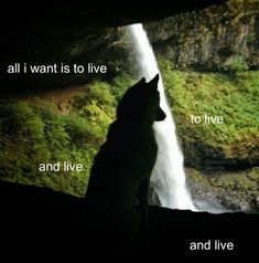 a wolf standing in front of a waterfall with the words all i want is to live and live