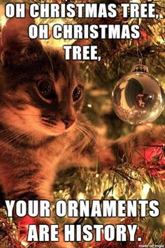 a cat sitting on top of a christmas tree next to a glass ornament