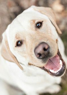 a close up of a dog's face with it's tongue hanging out