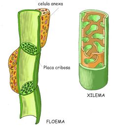 Agricultural Engineering, Biology Projects, Biology Art, Plant Tissue, Amazing Facts For Students, Biology Lessons, Teaching Biology, Biology Notes, Parts Of A Flower