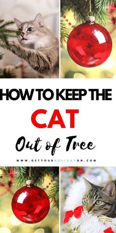 how to keep the cat out of christmas tree with pictures and text overlay that says, how to keep the cat out of christmas tree