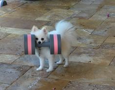 a small white dog holding a gray and pink object in it's mouth on the ground