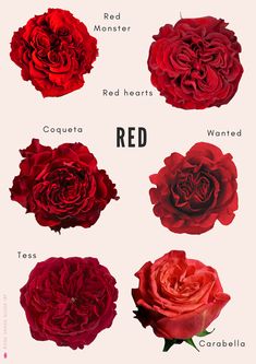 the different types of flowers are shown in this graphic style, including red and pink roses