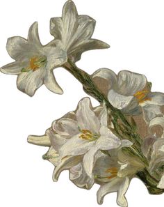 two white flowers are shown on a white background