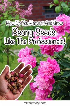 pink flowers with the words how do you harvest and grow peony seeds like the professionals?