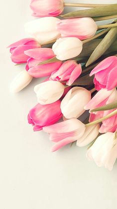 pink and white tulips on a white background